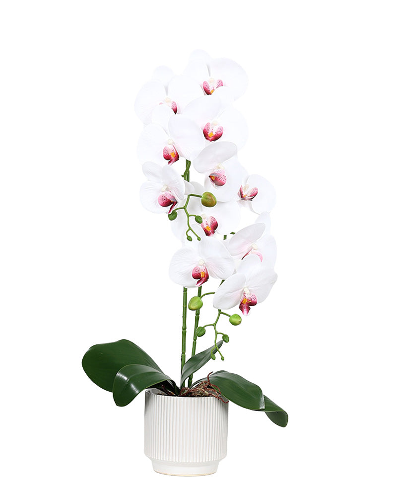 Double Stem White & Pink Orchid 60cm